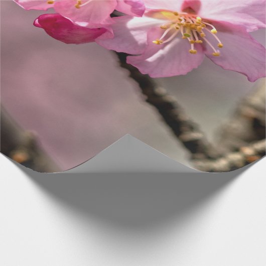 Rosa Sakura-Blume auf einem Baum Geschenkpapier (Ecke)
