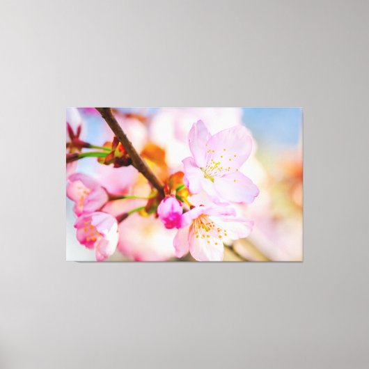 Rosa Sakura-Blume. Der Triumph des Lebens im Frühl Leinwanddruck (Vorderseite)