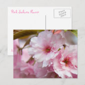 Rosa Sakura-Blume Postkarte (Vorne/Hinten)