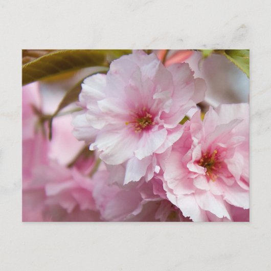Rosa Sakura-Blume Postkarte (Vorderseite)