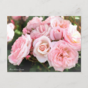 Rosa Sakura-Gasumi: Postkarte