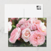 Rosa Sakura-Gasumi: Postkarte (Vorne/Hinten)