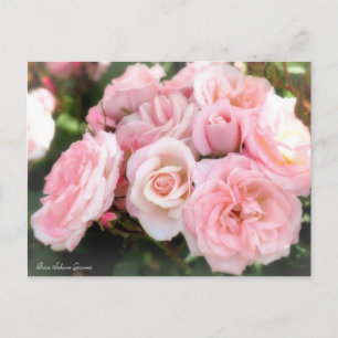 Rosa Sakura-Gasumi: Postkarte