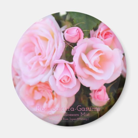 Rosa"Sakura-Gasumi":Rundmagnet Magnet (Vorne)