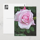 Rosa Sakuragai Postkarte (Vorne/Hinten)