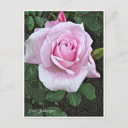 Rosa Sakuragai Postkarte (Vorderseite)