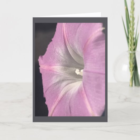Rosa-Satin-Prunkwinde Blanko Karte (Vorderseite)