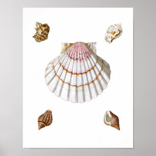 Rosa Scallop Sea Muschel Print no.19 Beach Decor Poster