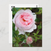 Rosa Scepter'd Isle [Postkarte] Postkarte (Vorne/Hinten)