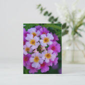 Rosa Schmetterling Unkraut-Blume Postkarte (Stehend Vorderseite)