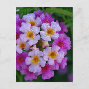Rosa Schmetterling Unkraut-Blume Postkarte