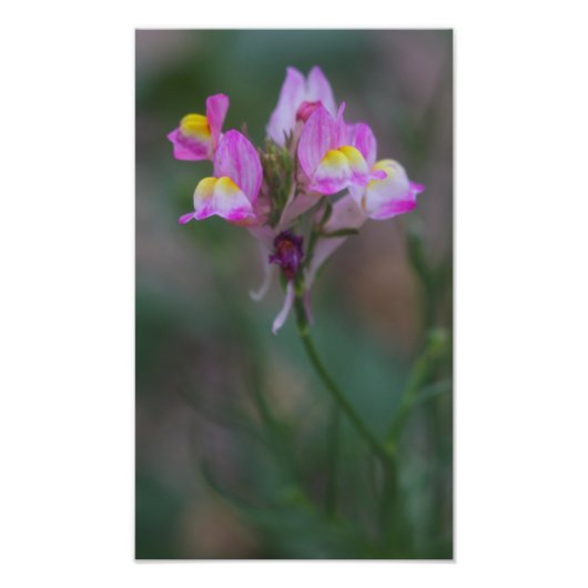 Rosa Schnappdrachen Fotodruck (Vorne)