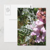 Rosa Schnappschüsse Postkarte (Vorne/Hinten)