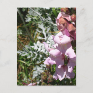 Rosa Schnappschüsse Postkarte