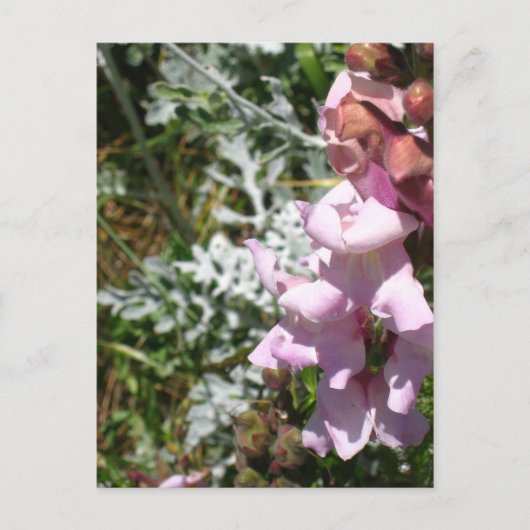Rosa Schnappschüsse Postkarte (Vorderseite)