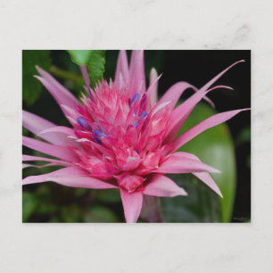 Rosa Schönheit Postkarte