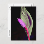 Rosa Schönheit Postkarte (Vorne/Hinten)