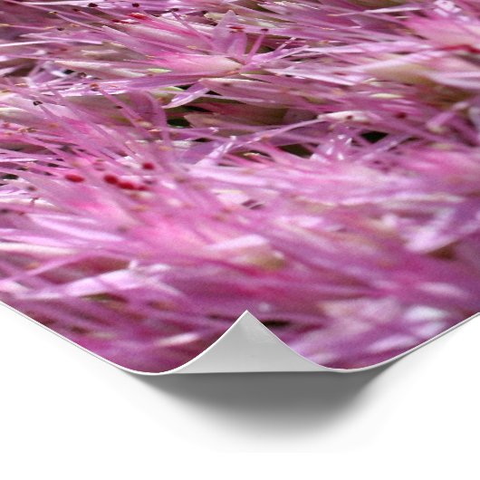 Rosa Schwarz Herbst Blume Nah Poster (Ecke)