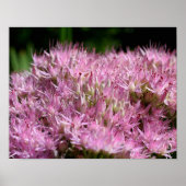 Rosa Schwarz Herbst Blume Nah Poster (Vorne)