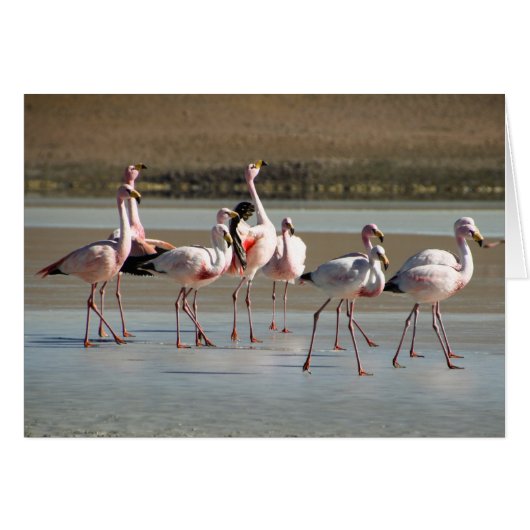Rosa schwarz roter Flamingos auf Eiskarte (Vorderseite (Horizontal))