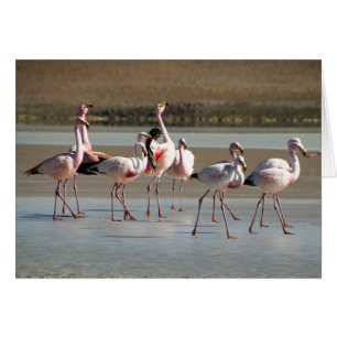 Rosa schwarze rote Flamingos auf Eis/Wasser