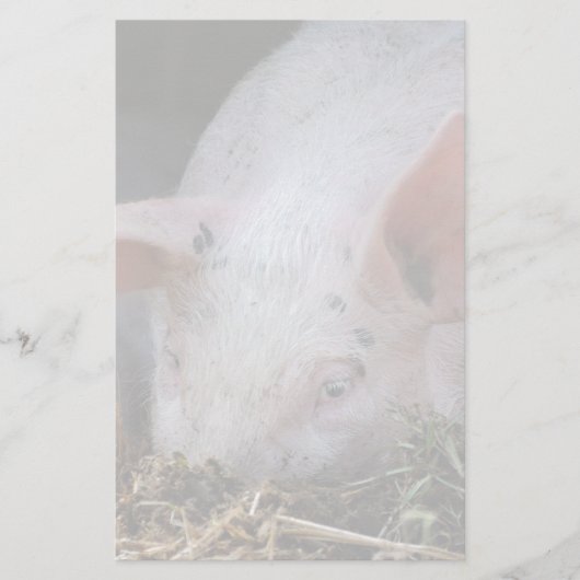 Rosa Schwein-Foto Briefpapier (Vorderseite)