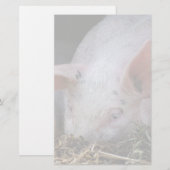 Rosa Schwein-Foto Briefpapier (Vorne/Hinten)