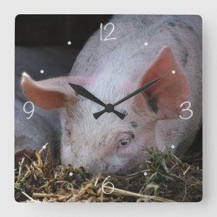 Rosa Schwein-Foto Quadratische Wanduhr