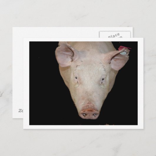 Rosa Schweinekopf mit schwarzem Hintergrund Postkarte (Vorne/Hinten)