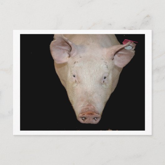 Rosa Schweinekopf mit schwarzem Hintergrund Postkarte (Vorderseite)