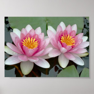 Rosa Schwimmende Wasserlilie Lotus Poster