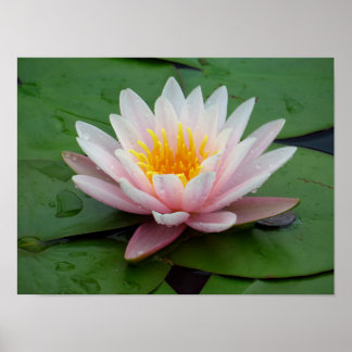 Rosa Seerosen-Blumen-Foto-Druck Poster