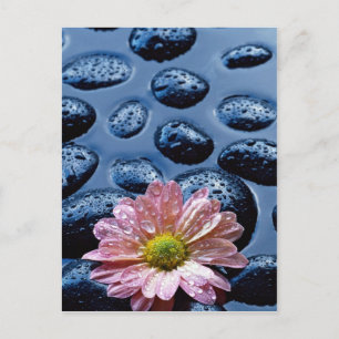 Rosa Seerosen gegen blaue Steine Postkarte