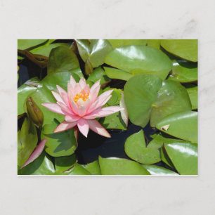 Rosa Seerosen-Postkarte Postkarte
