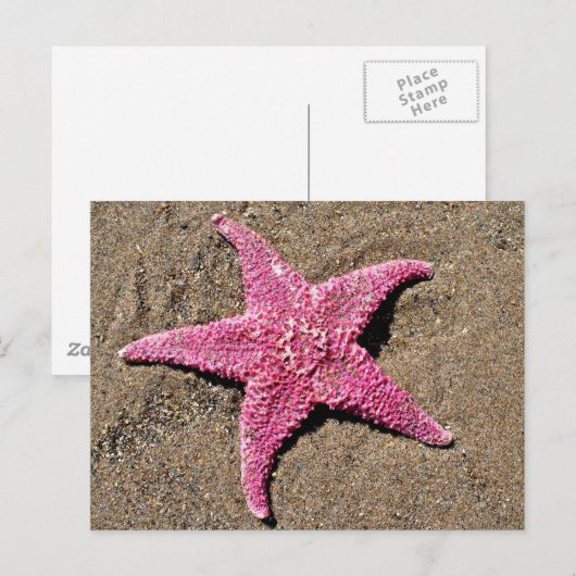 Rosa Seeteufel Postkarte (Vorne/Hinten)