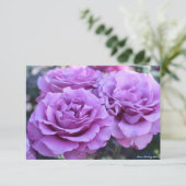 Rosa Shocking Blue (Stehend Vorderseite)