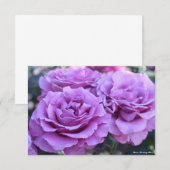Rosa Shocking Blue (Vorne/Hinten)