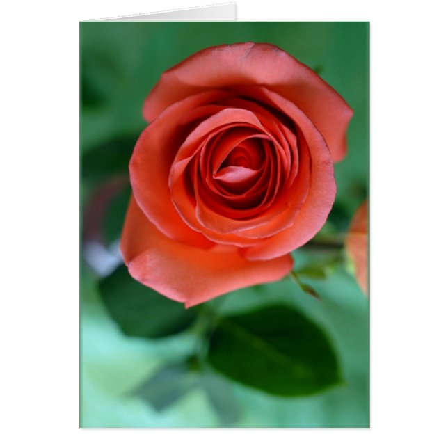 Rosa Single (Vorne)