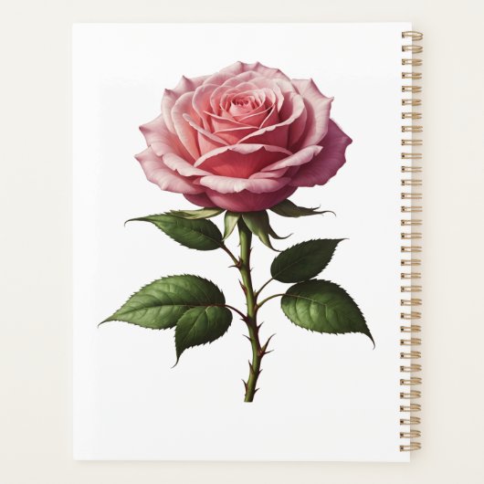 Rosa Single Planer (Rückseite)
