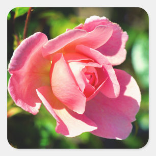 Rosa Single Rose Motivierend Zitat Quadratischer Aufkleber