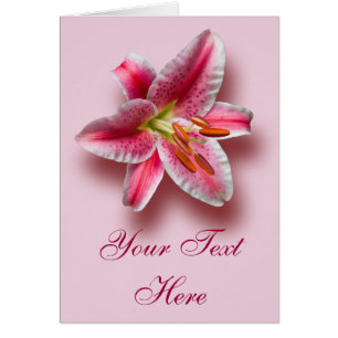 Rosa Singlestargazer-Lilie