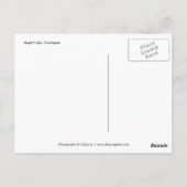 Rosa Skagit Tulip Postkarte (Rückseite)