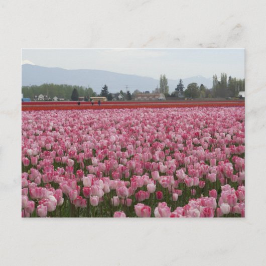 Rosa Skagit Tulip Postkarte (Vorderseite)