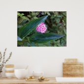 Rosa Sommer-Blume Poster (Küche)