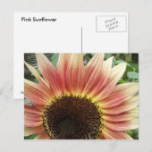 Rosa Sonnenblume 51 ~ Postkarte (Vorne/Hinten)