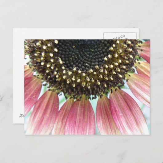 Rosa Sonnenblume Postkarte (Vorne/Hinten)