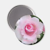 Rosa‘Soshun’:Round Magnet (Vorderseite/Rückseite)