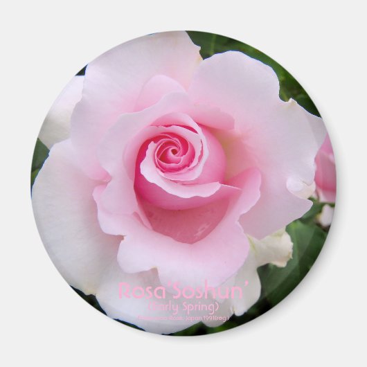 Rosa‘Soshun’:Round Magnet (Vorne)