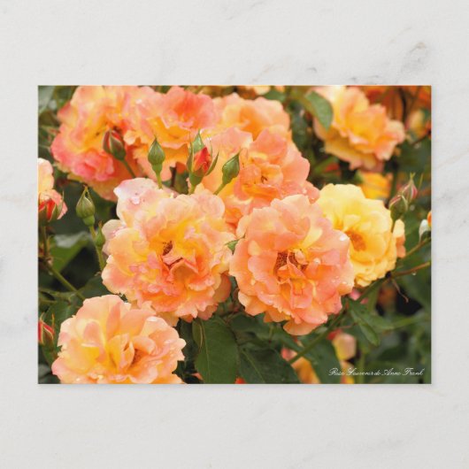 Rosa Souvenir de Anne Frank: Postcard Postkarte (Vorderseite)