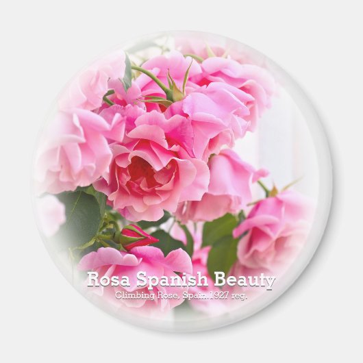 Rosa Spanish Beauty Magnet (Vorne)